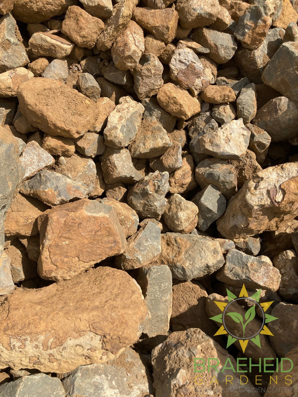 Large Red Shale