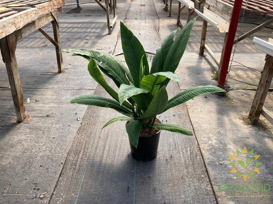 Large Philodendron Campii - NO SHIP