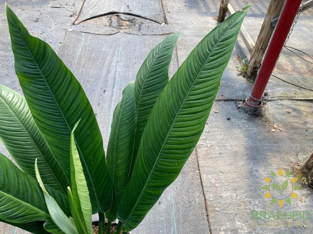 Large Philodendron Campii - NO SHIP
