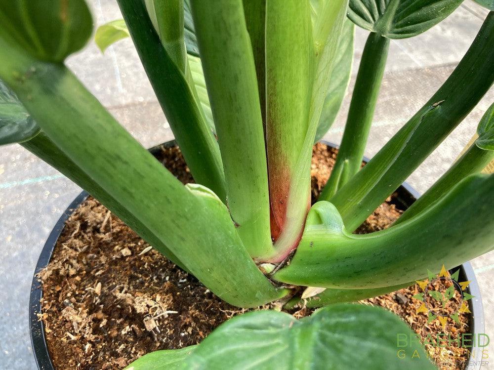 Large Philodendron Campii - NO SHIP