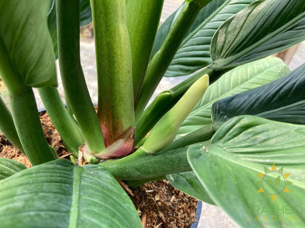 Large Philodendron Campii - NO SHIP