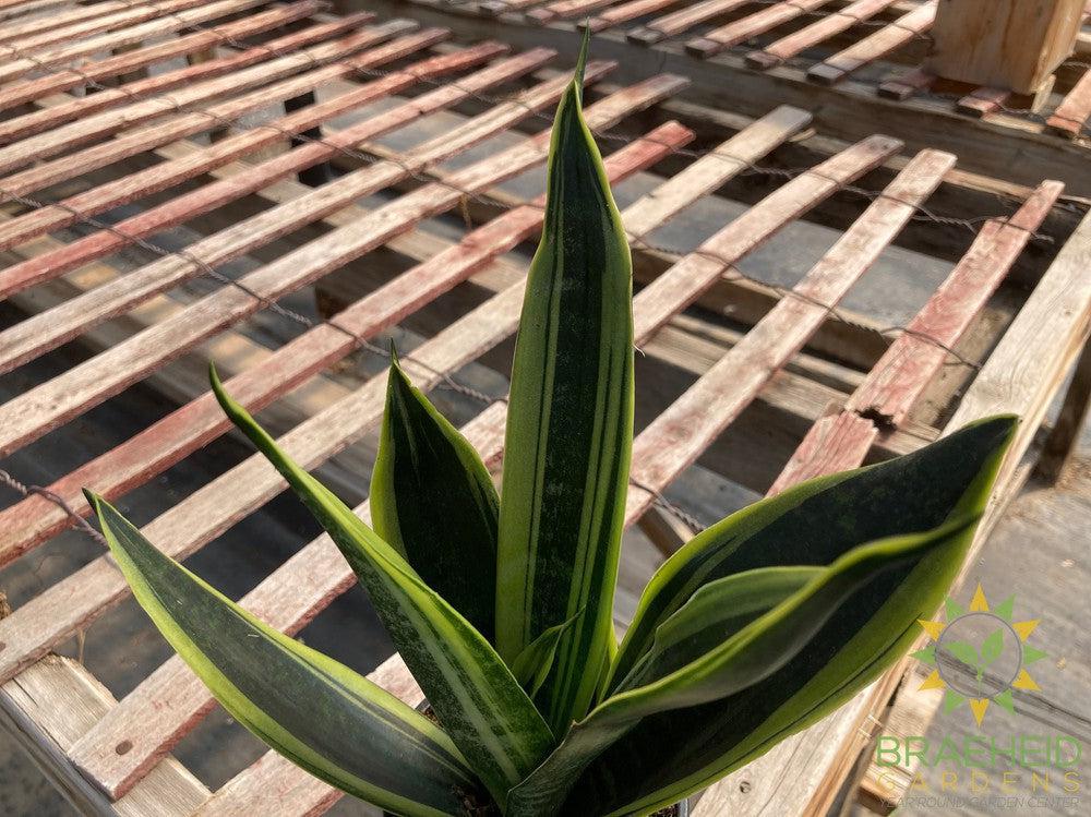 Sansevieria Gold Flame