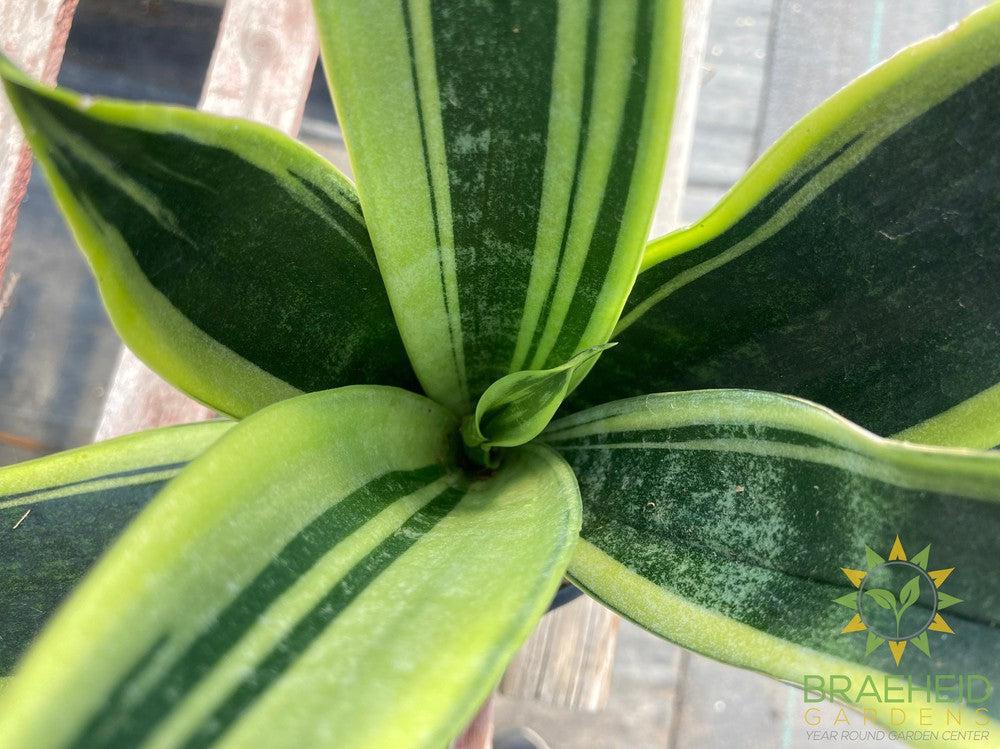 Sansevieria Gold Flame