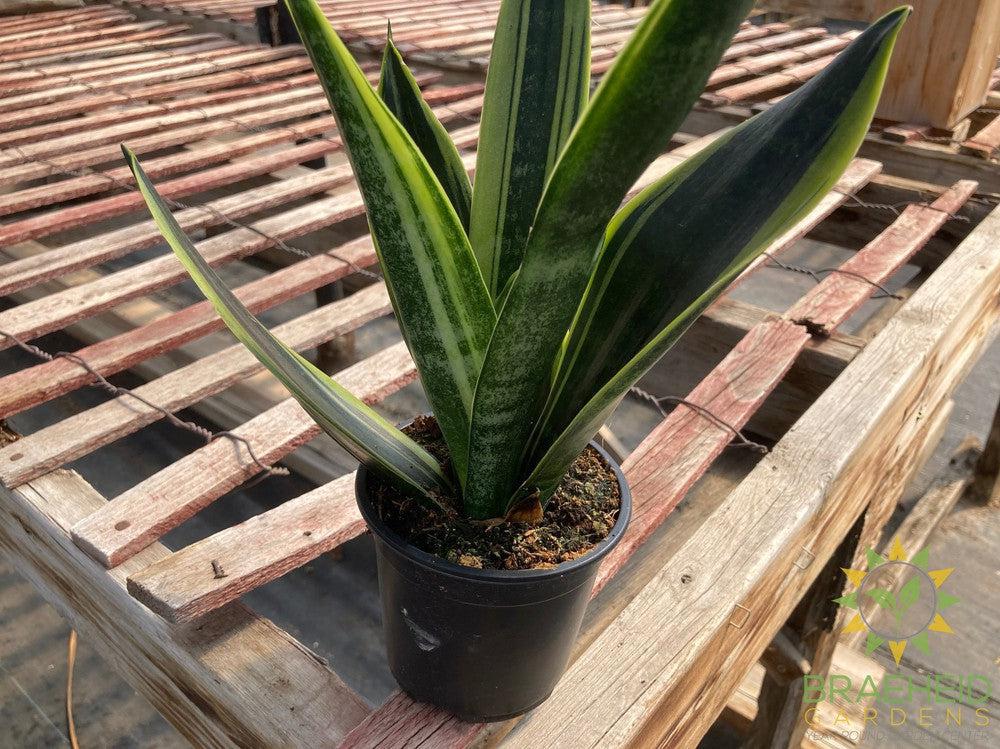 Sansevieria Gold Flame