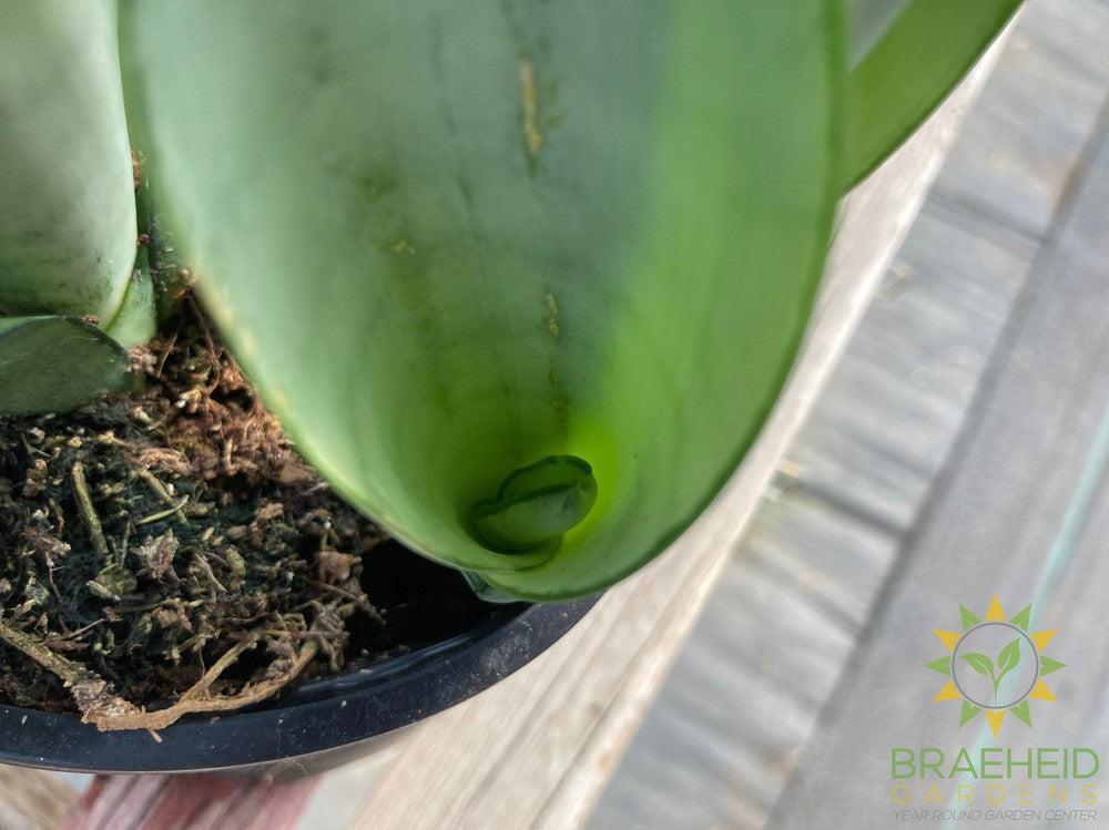 Sansevieria Moonshine