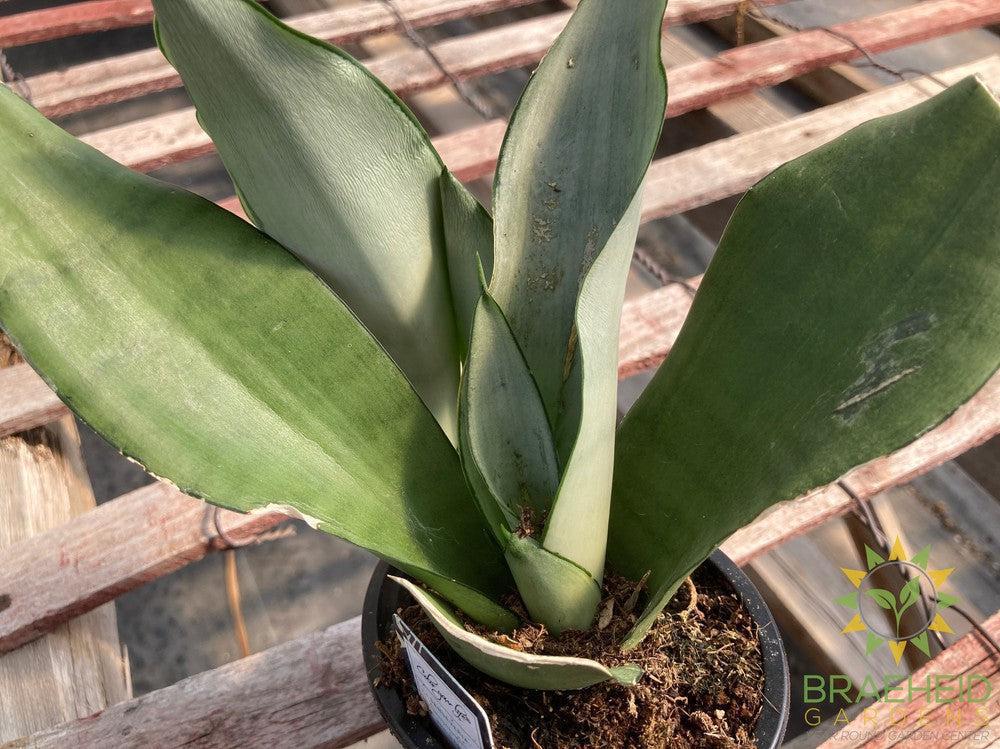 Sansevieria Moonshine