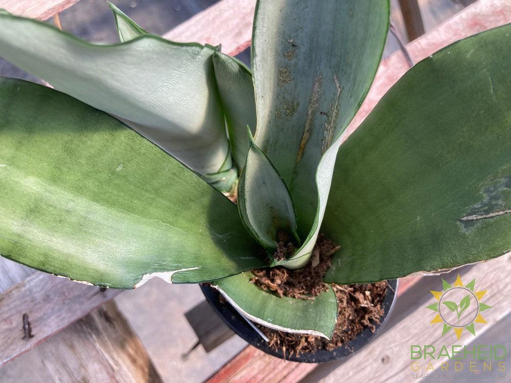 Sansevieria Moonshine