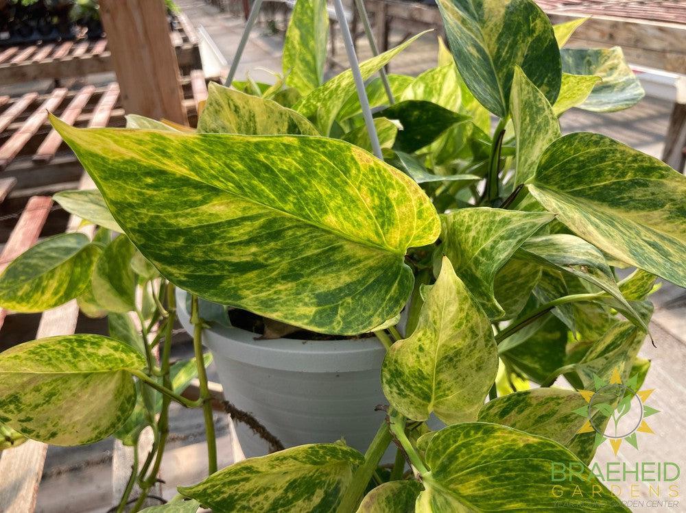 Neon Queen Pothos Hanging Basket