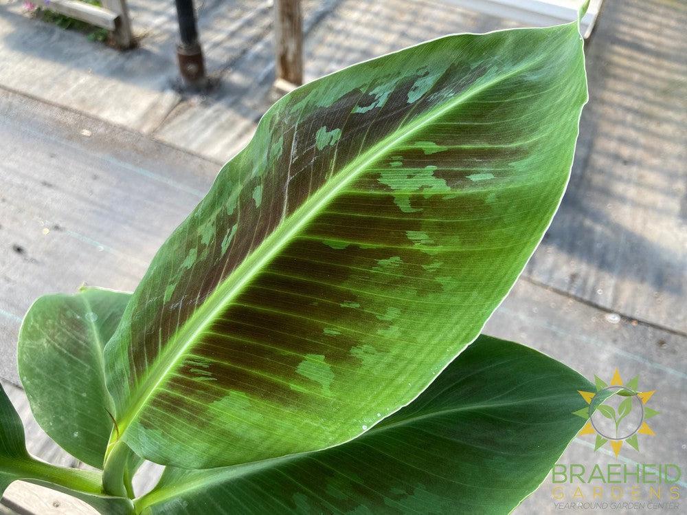 Dwarf Banana Cavendish