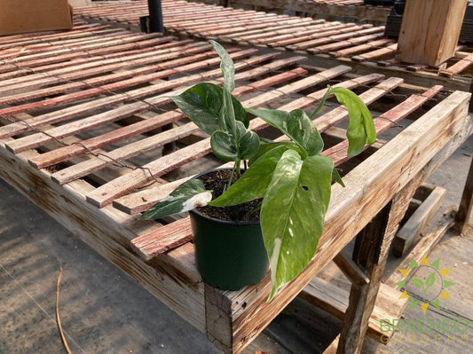 Epipremnum Pinnatum Albo