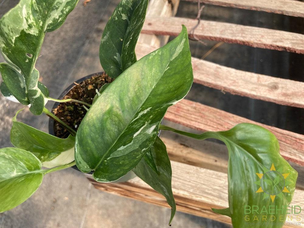 Epipremnum Pinnatum Albo