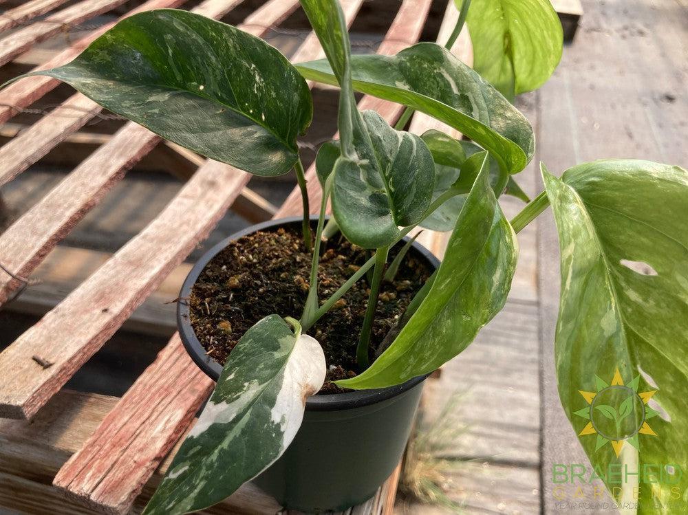 Epipremnum Pinnatum Albo