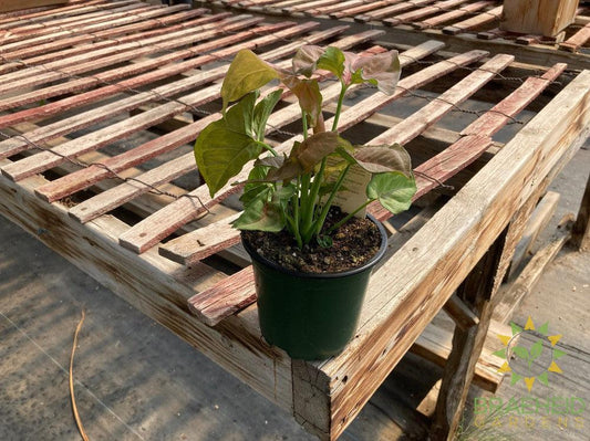 Syngonium Strawberry Cream