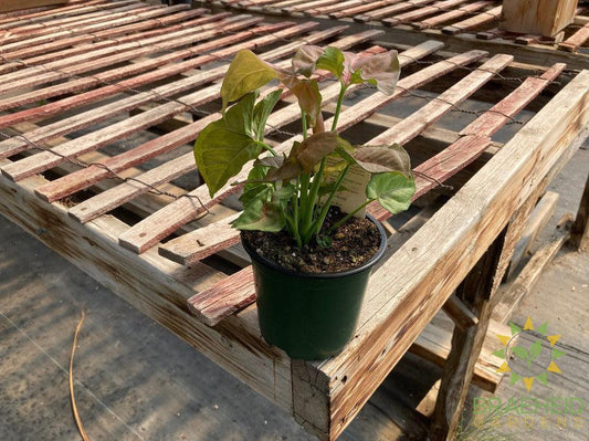 Syngonium Strawberry Cream