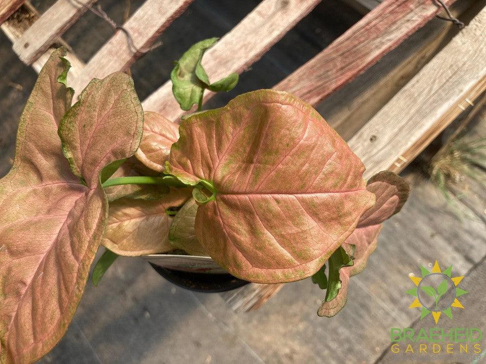 Syngonium Strawberry Cream