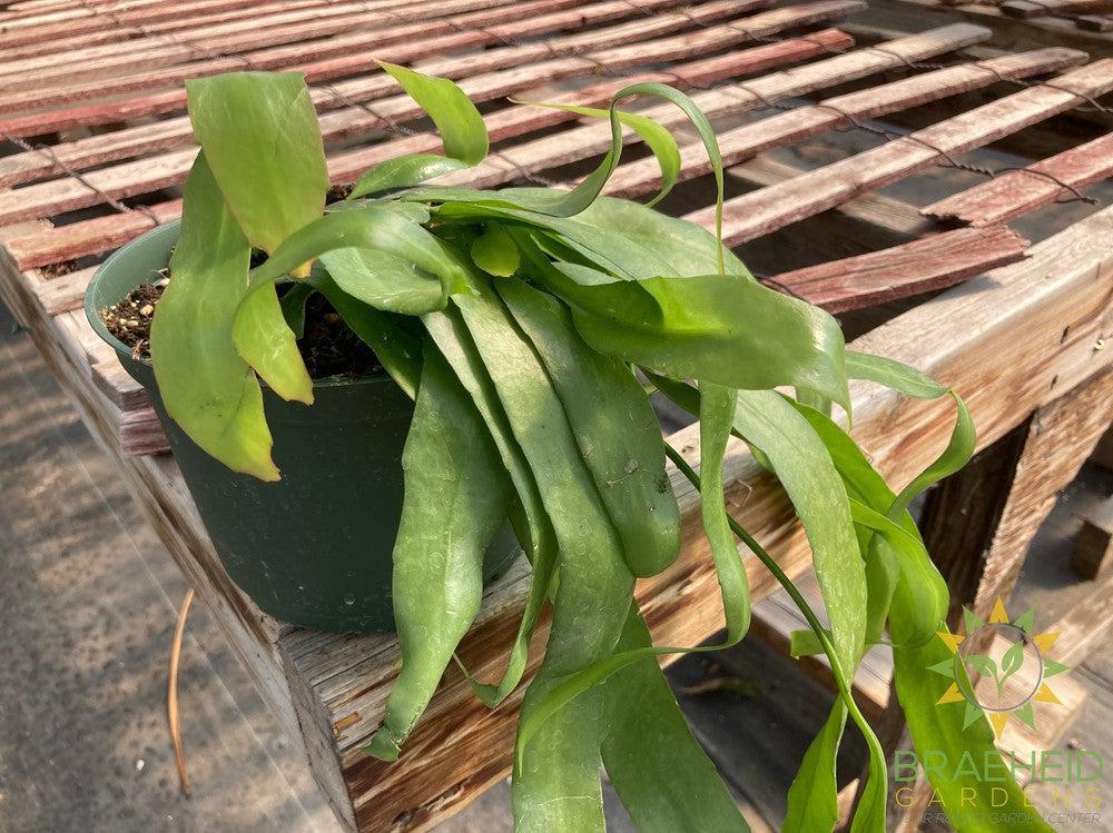 Orchid Cactus ass.