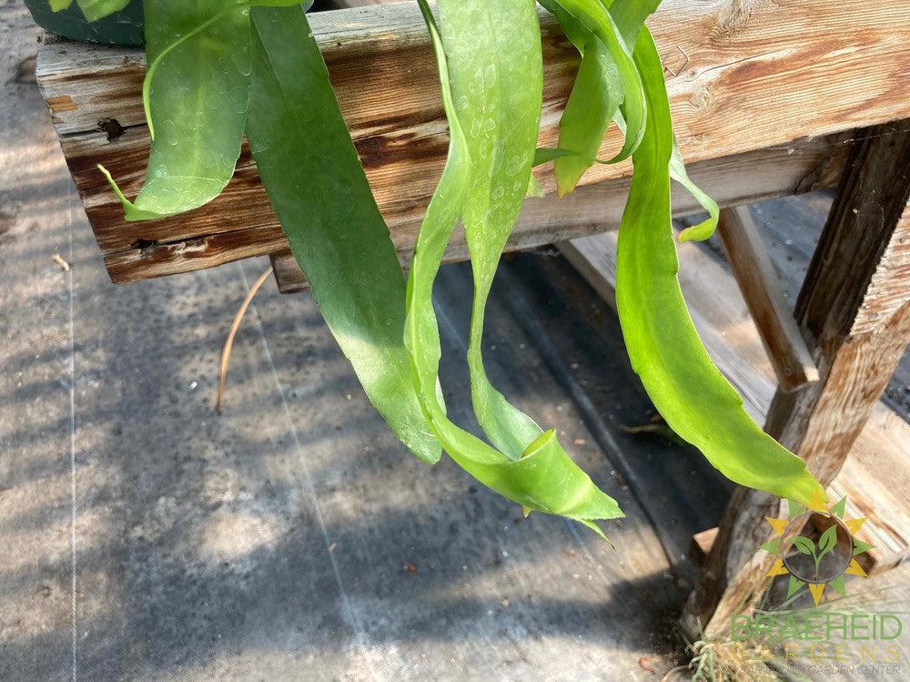 Orchid Cactus ass.