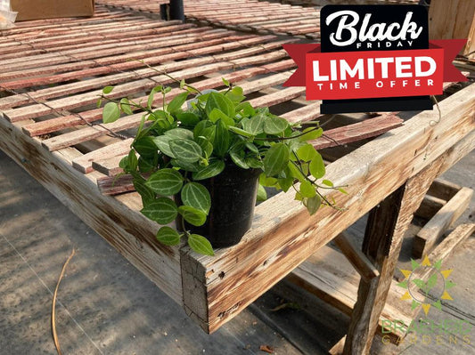 Watermelon Dischidia