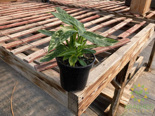 Philodendron Jose Buono Variegated