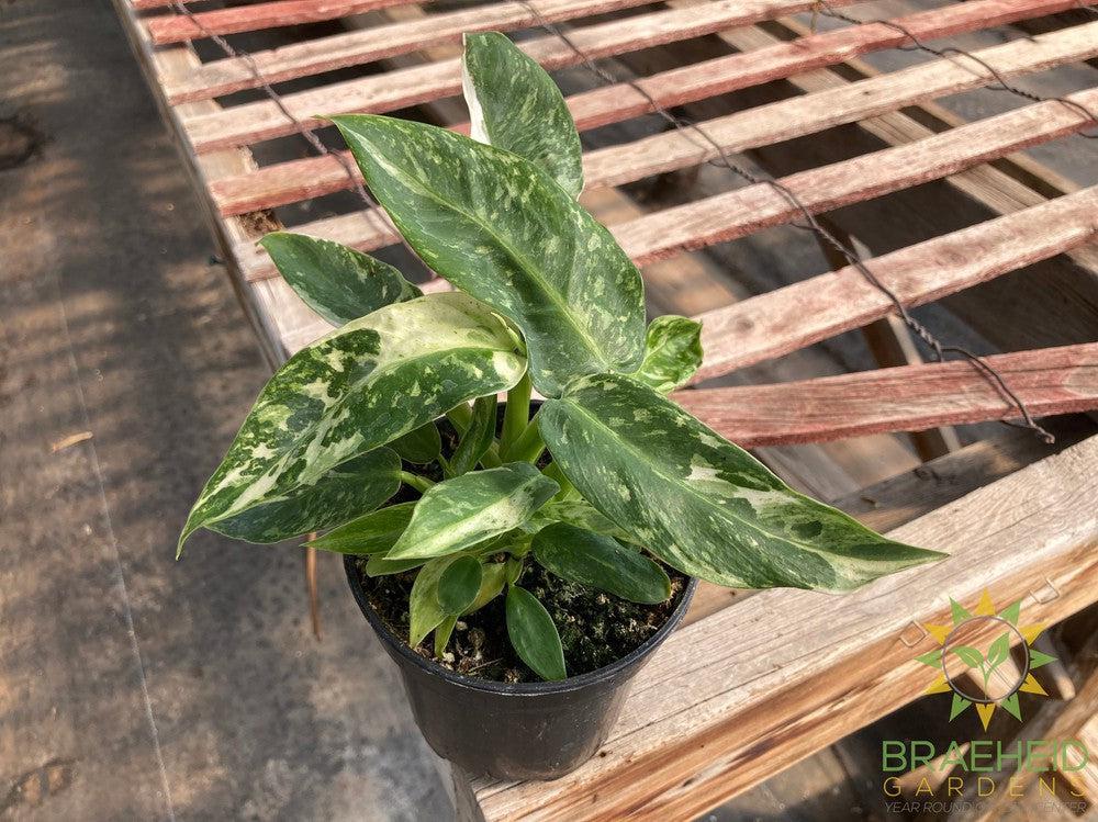 Philodendron Jose Buono Variegated