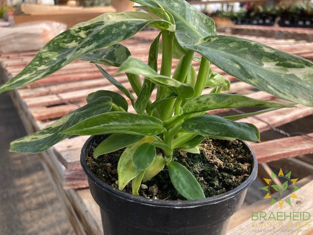 Philodendron Jose Buono Variegated