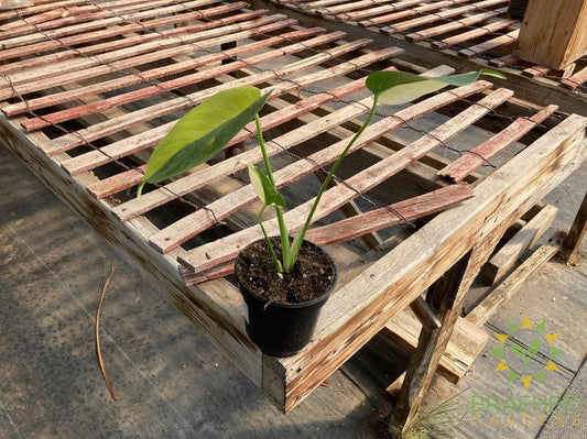 Monstera Aurea Variegated