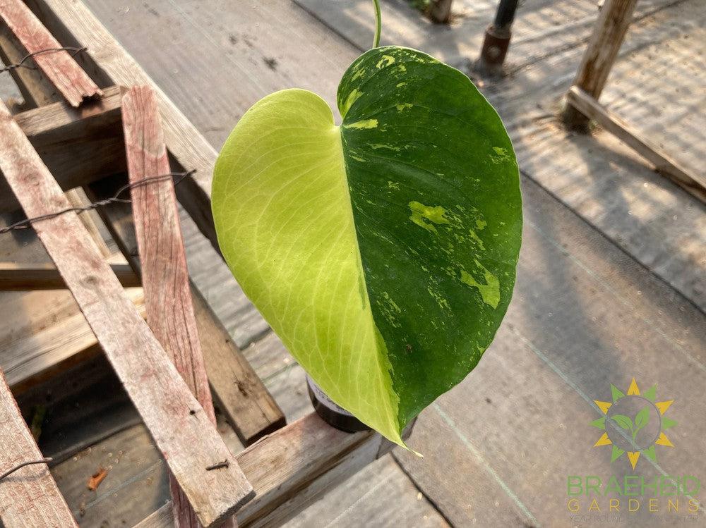 Monstera Aurea Variegated