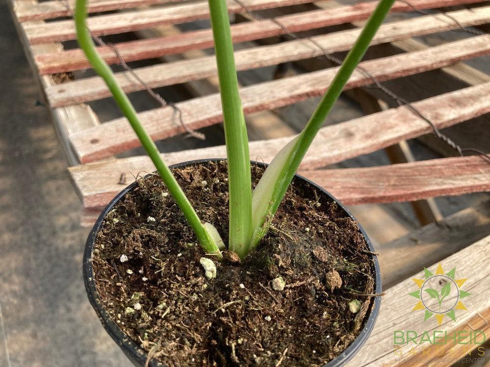 Monstera Aurea Variegated