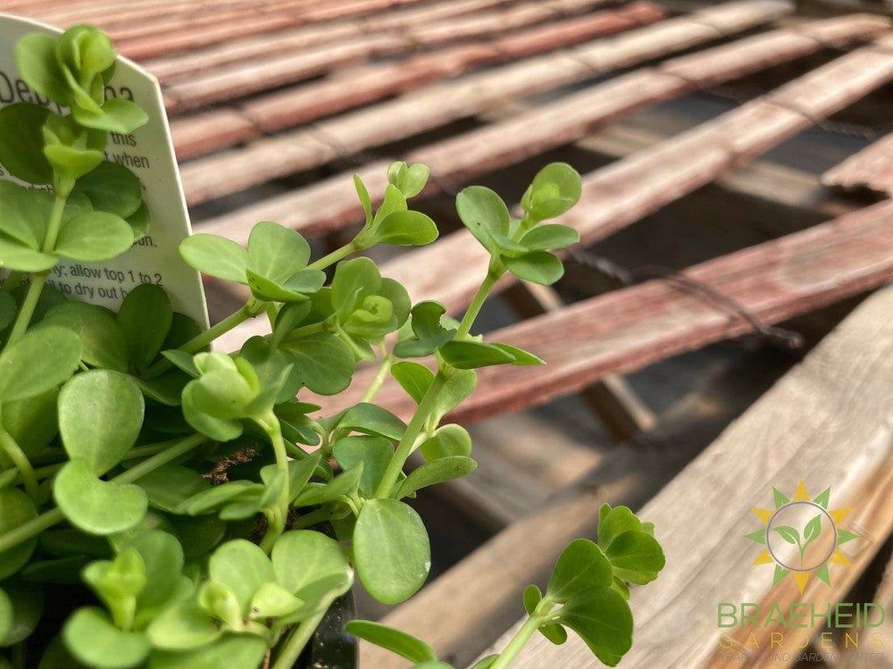 Peperomia Deppeana