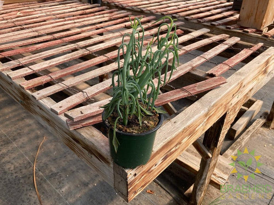 Senecio Blue Dolphin