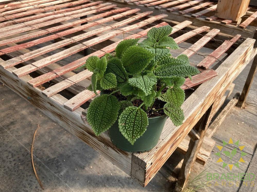 Pilea Moon Valley