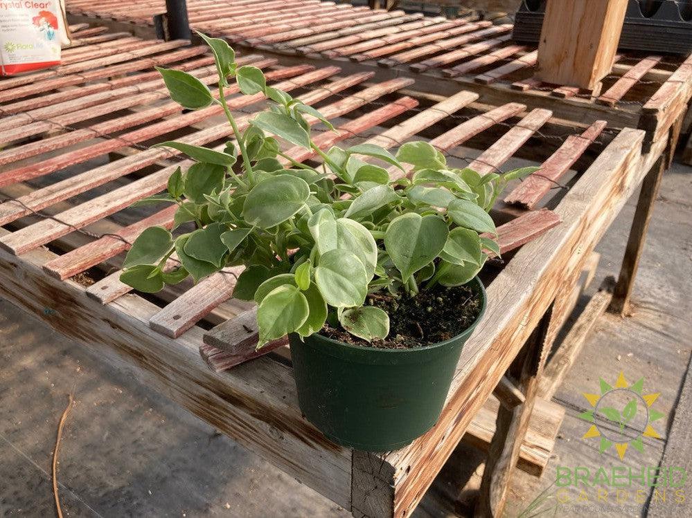 Peperomia Scandens Variegata