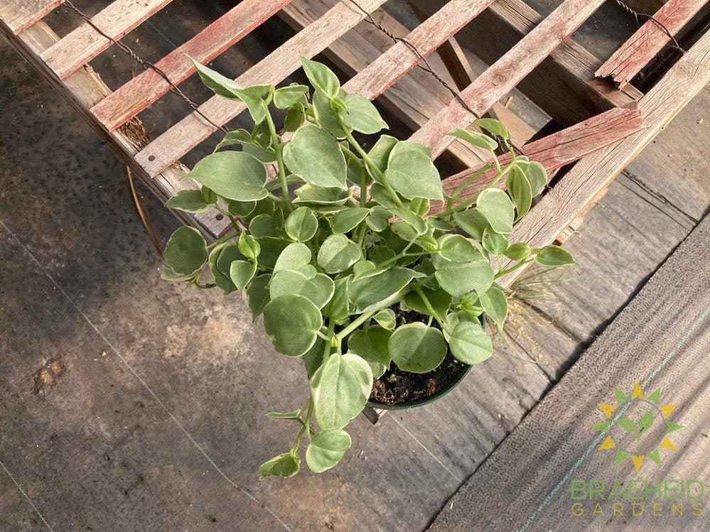 Peperomia Scandens Variegata