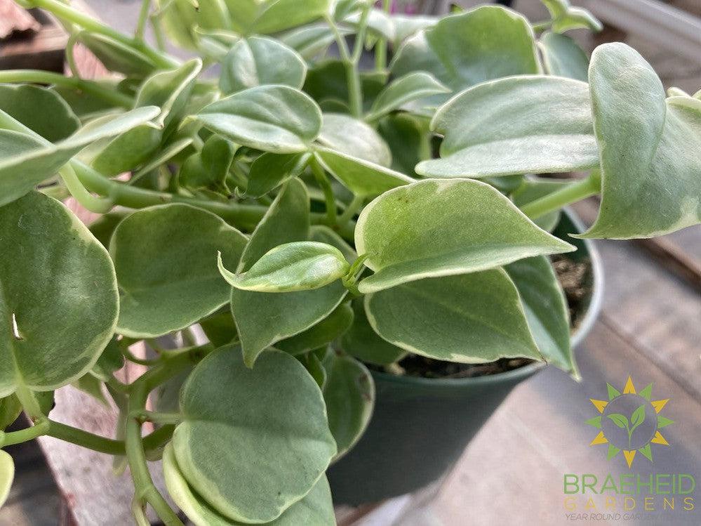 Peperomia Scandens Variegata