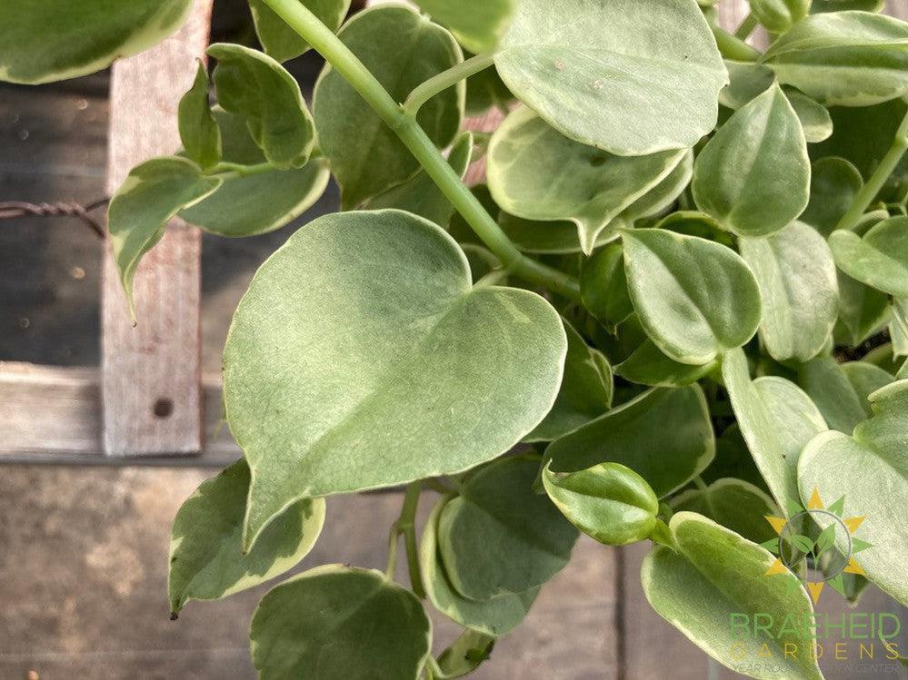Peperomia Scandens Variegata