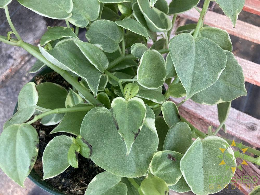 Peperomia Scandens Variegata