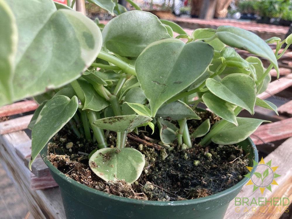 Peperomia Scandens Variegata