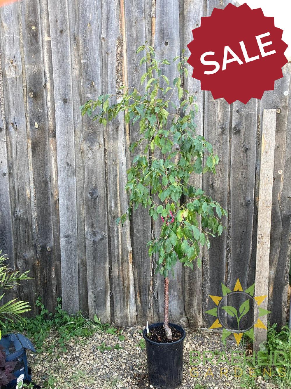 Evans Sour Cherry Tree- Tree for sale, Grown in Grande Prairie -Braeheid Gardens Ltd. on Emerson Trail