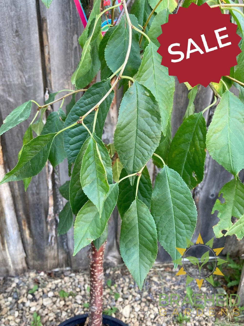 Evans Sour Cherry Tree- Tree for sale, Grown in Grande Prairie -Braeheid Gardens Ltd. on Emerson Trail