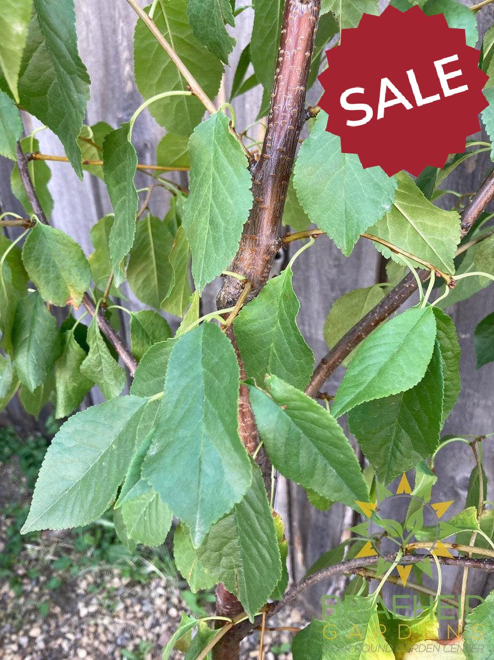 Evans Sour Cherry Tree- Tree for sale, Grown in Grande Prairie -Braeheid Gardens Ltd. on Emerson Trail