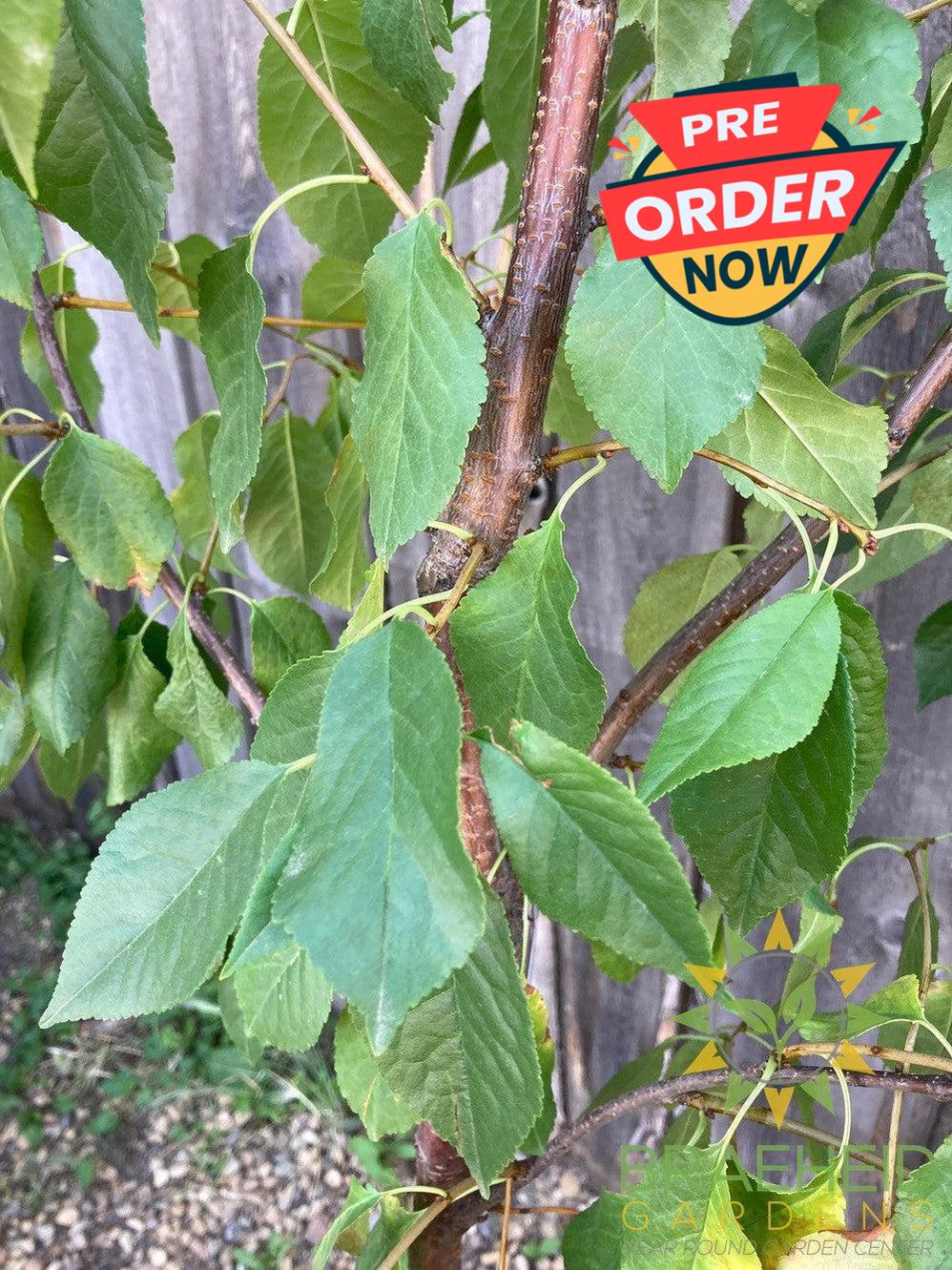 Evans Sour Cherry Tree- Tree for sale, Grown in Grande Prairie -Braeheid Gardens Ltd. on Emerson Trail