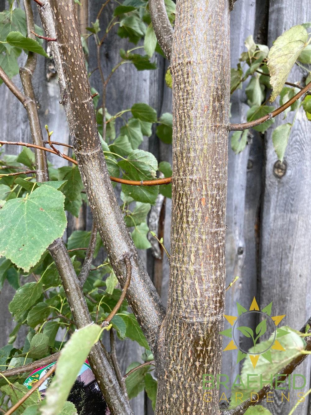 Greenspire® Linden- Tree for sale, Grown in Grande Prairie -Braeheid Gardens Ltd. on Emerson Trail