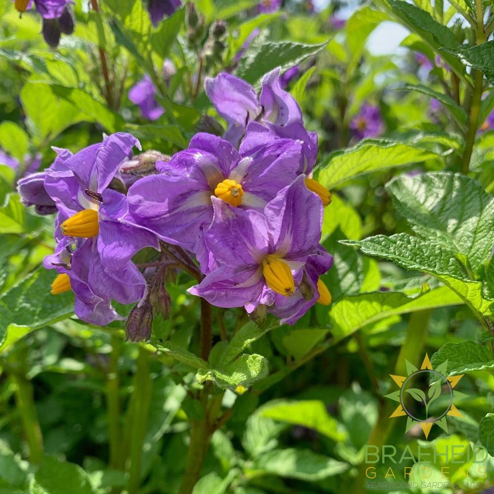 Potato Fruit Seeds