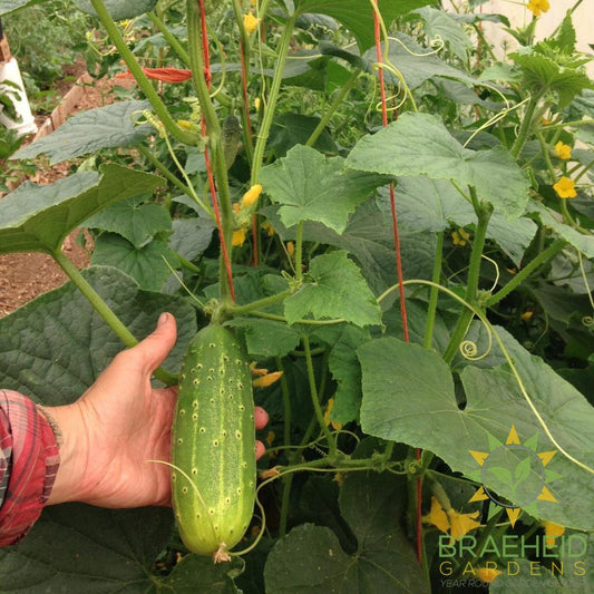 Pickling Cucumber