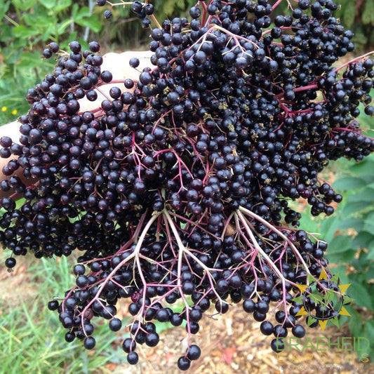 European Black Elderberry Cuttings