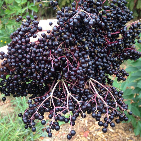 European Black Elderberry