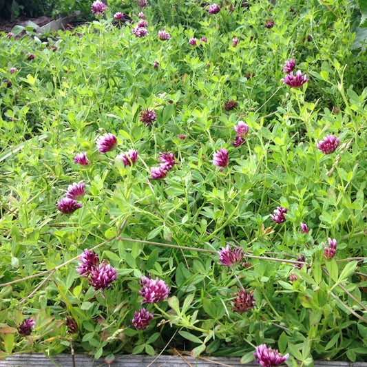 Springbank Clover (tkwla’i’shen)