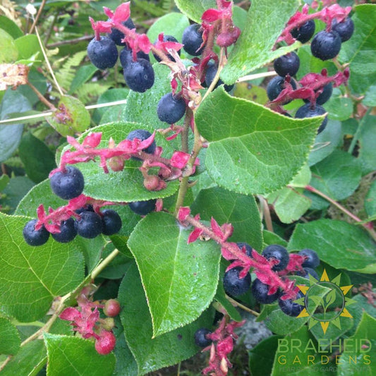 Salal
