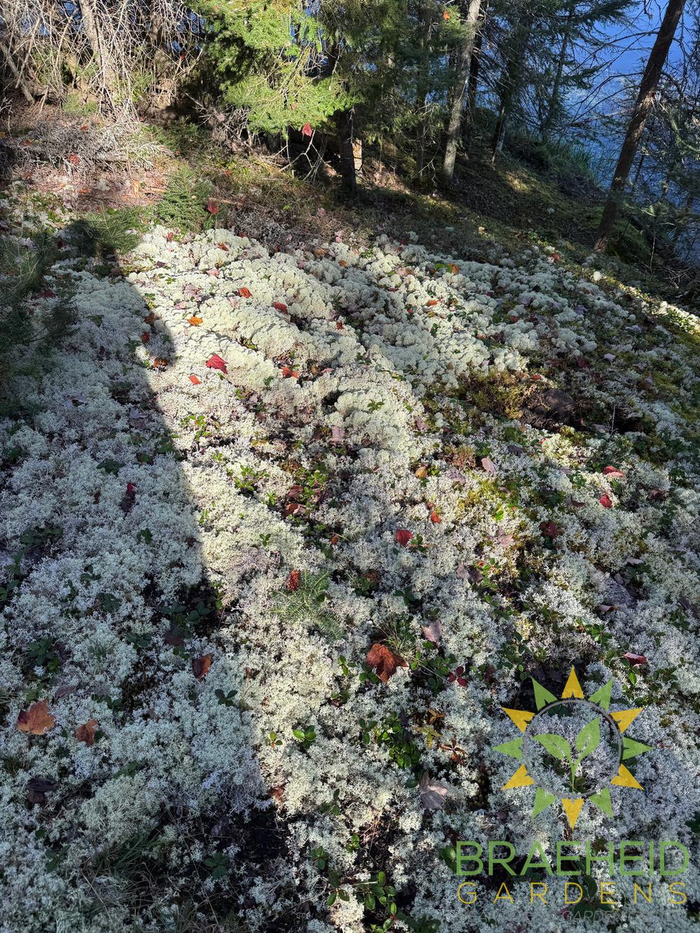Natural Canadian Reindeer Moss - Revita™-Moss