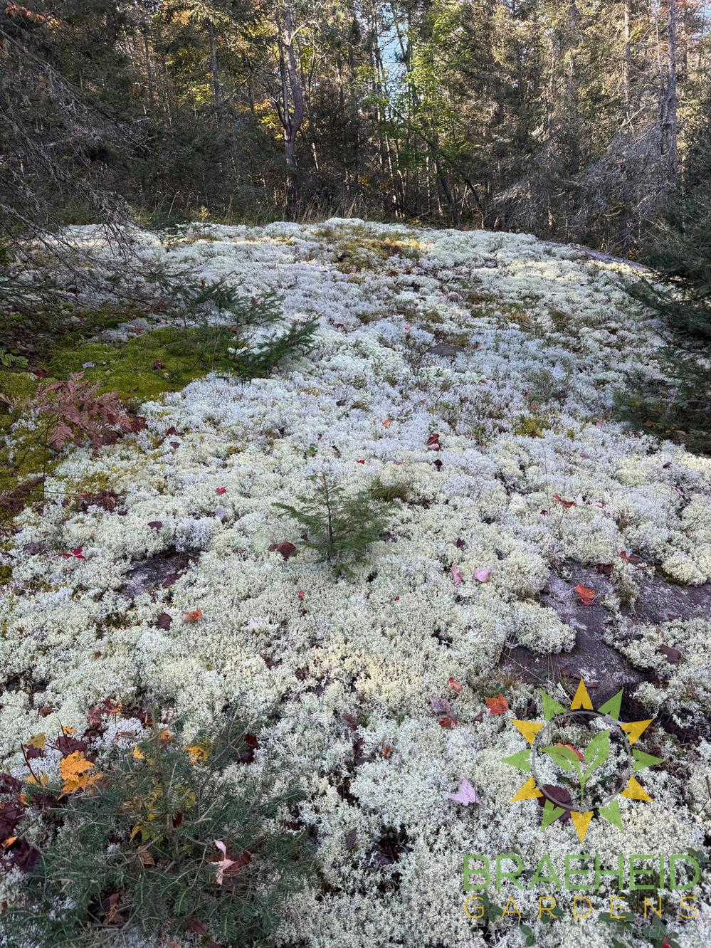 Lichen - Revita-Moss (Cladonia arbuscula)